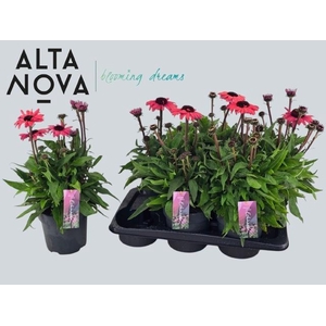 ECHINA LAK RED OMBRE