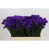 Limonium sinuatum Navy Sun Birds