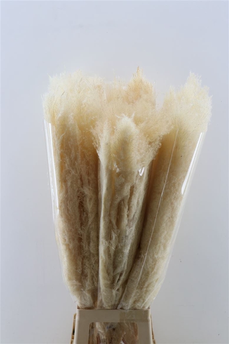 Dried Cortaderia Dadang Bleached 120cm P Stem