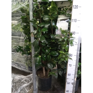 Camellia japonica