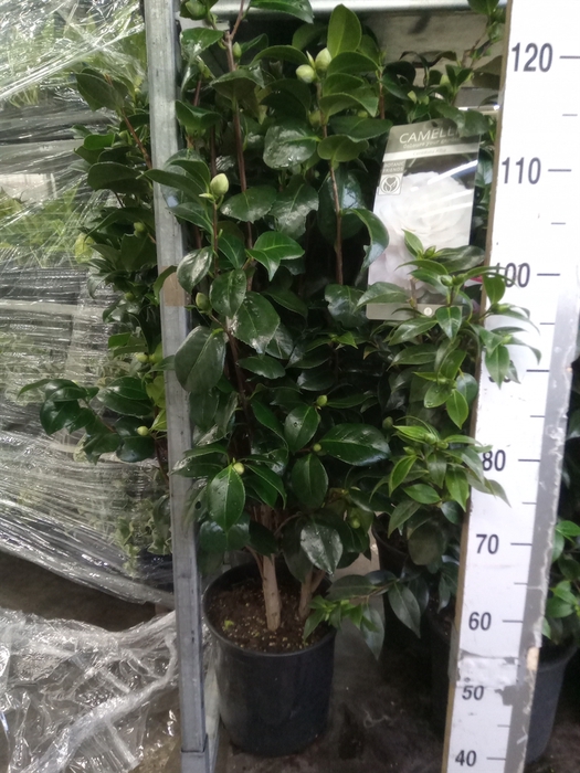 <h4>Camellia japonica</h4>