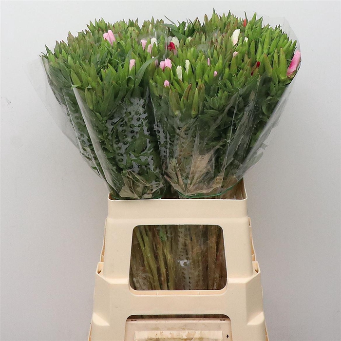 <h4>Clarkia Gemengd In Bos</h4>