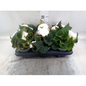 Begonia
