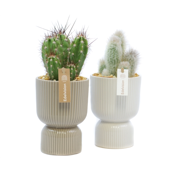 <h4>Cactus 8,5 cm in kyoto pot met grind en etiket</h4>