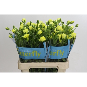 Ranunculus Butterfly Helios