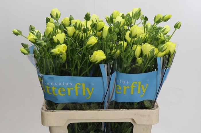 <h4>Ranunculus Butterfly Helios</h4>