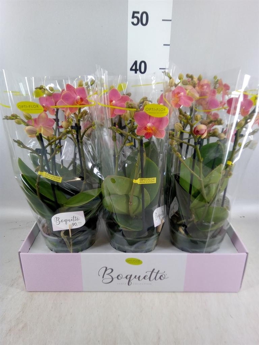 <h4>Phalaenopsis multi. ...orange</h4>