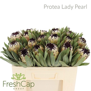 PROTEA MAG NIOBE