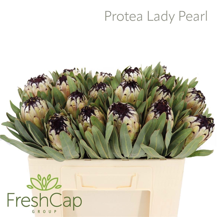 <h4>PROTEA MAG NIOBE</h4>