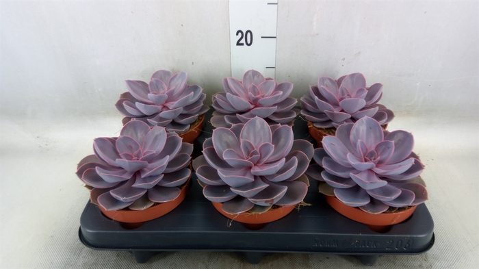 <h4>Echeveria  'Purple Pearl'</h4>
