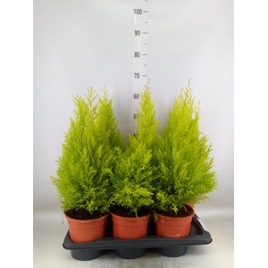 Cupressus macro. 'Goldcrest Wilma'