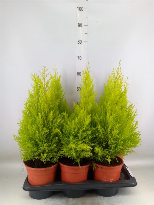 <h4>Cupressus macro. 'Goldcrest Wilma'</h4>