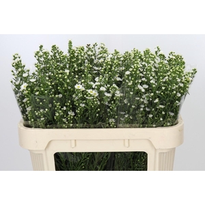 Aster Paquita