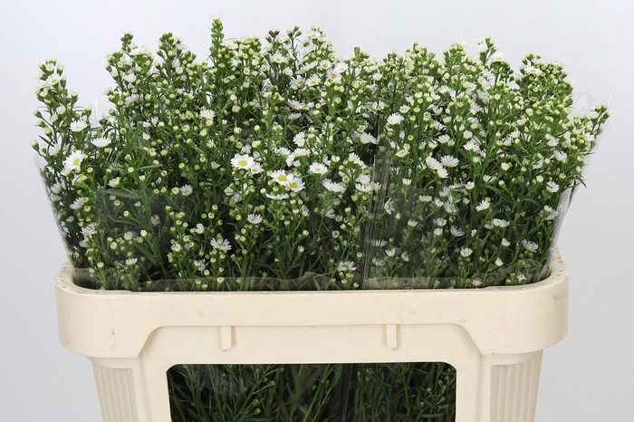 <h4>Aster Paquita</h4>