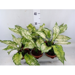 Aglaonema   ...