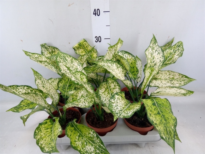 <h4>Aglaonema   ...</h4>