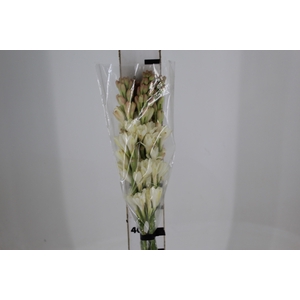 ANGELICA 080 CM