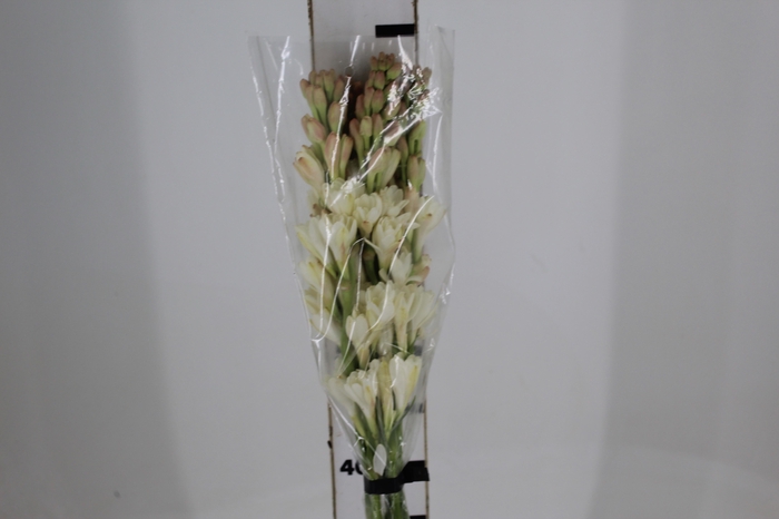 <h4>ANGELICA 080 CM</h4>