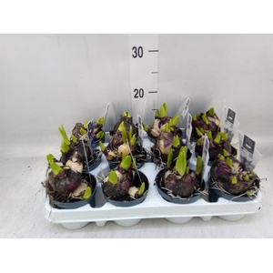 Hyacinthus orie. 'Multifl' ..