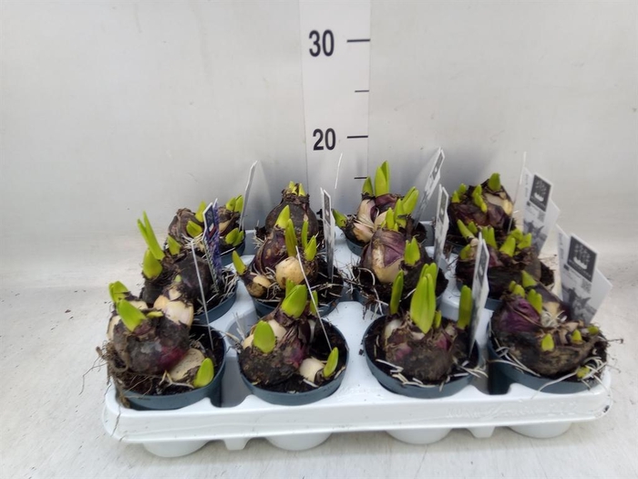 <h4>Hyacinthus orie. 'Multifl' ..</h4>