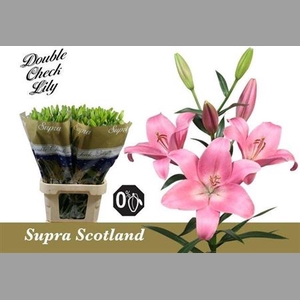 Li La Scotland