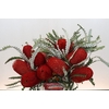 Banksia Speciosa Red