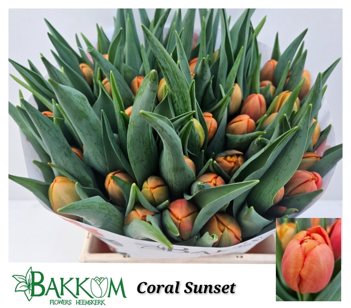 <h4>TU DU CORAL SUNSET</h4>