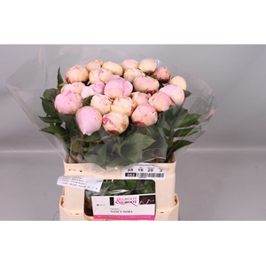 Paeonia Nancy Nora