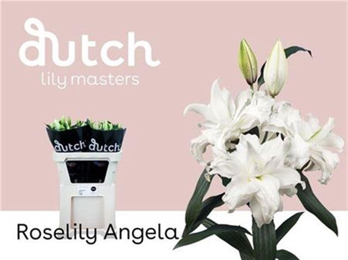 <h4>Li Or Du Angela</h4>