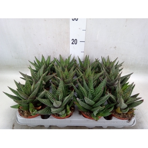 xGasterhaworthia  'Royal Highness'