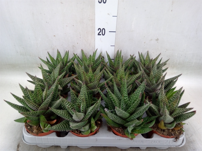 <h4>xGasterhaworthia  'Royal Highness'</h4>