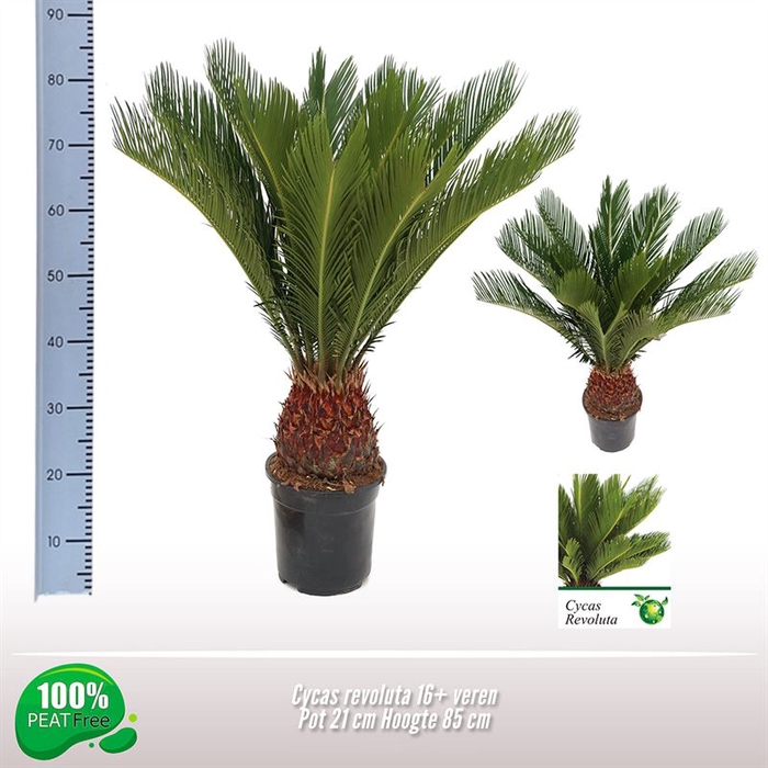 <h4>Cycas revoluta</h4>