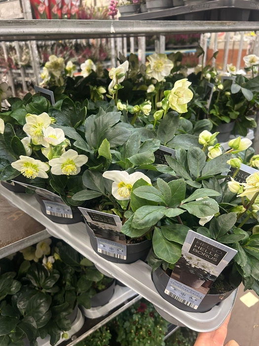 <h4>HELLEBORUS NI CHR CAROL P14 3+</h4>