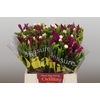 BQ Wild Flower