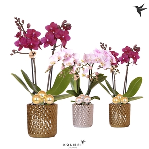 Kolibri Orchids Phalaenopsis mix 2 spike in Diamond pot mix Xmas