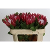 Protea Cynaroides Madiba