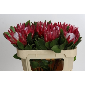Protea Cynaroides Madiba