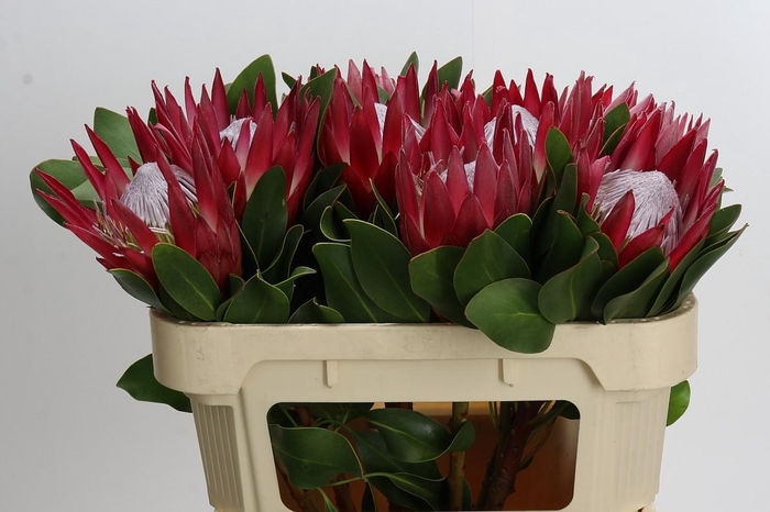 <h4>Protea Cynaroides Madiba</h4>