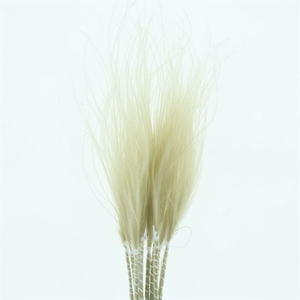 Dried Stypa Penata Bleached White Fluffy