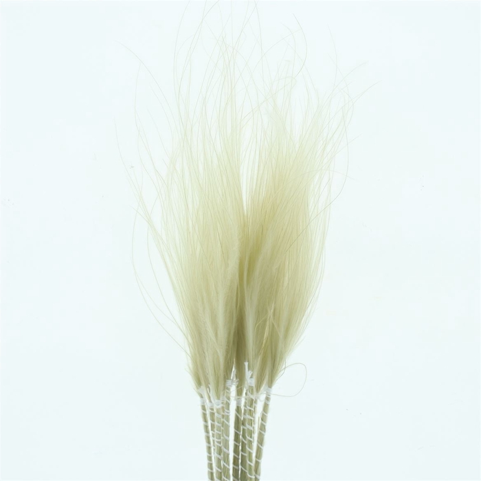 <h4>Dried Stypa Penata Bleached White Fluffy</h4>