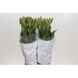 Tulipa en (Frans) Renown