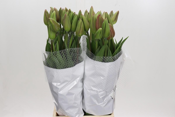 <h4>Tulipa (frans) En Renown</h4>