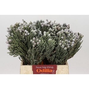 Kaaps Groen Silver Brunia