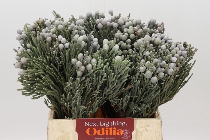 <h4>Kaaps Groen Silver Brunia</h4>