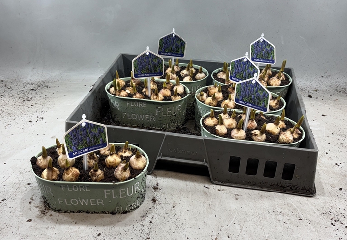 <h4>ARR MUSCARI</h4>