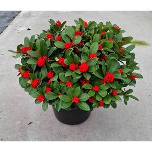Veitchii 35cm 40+ tros