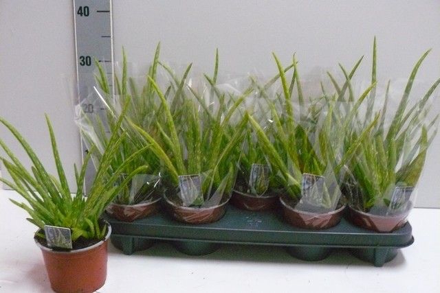 <h4>ALOE VERA</h4>