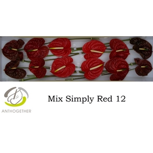 Anthurium Mix Simply Red