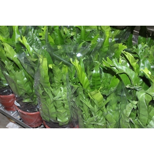ASPLENIUM CRISSIE P24