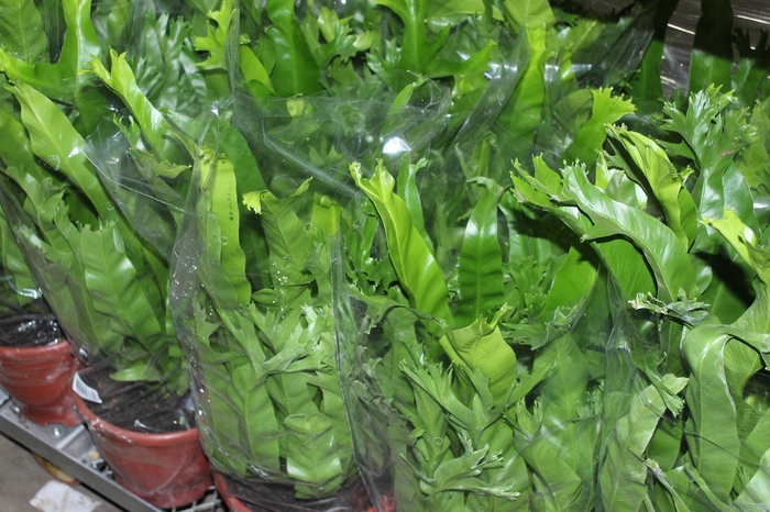 <h4>ASPLENIUM CRISSIE P24</h4>